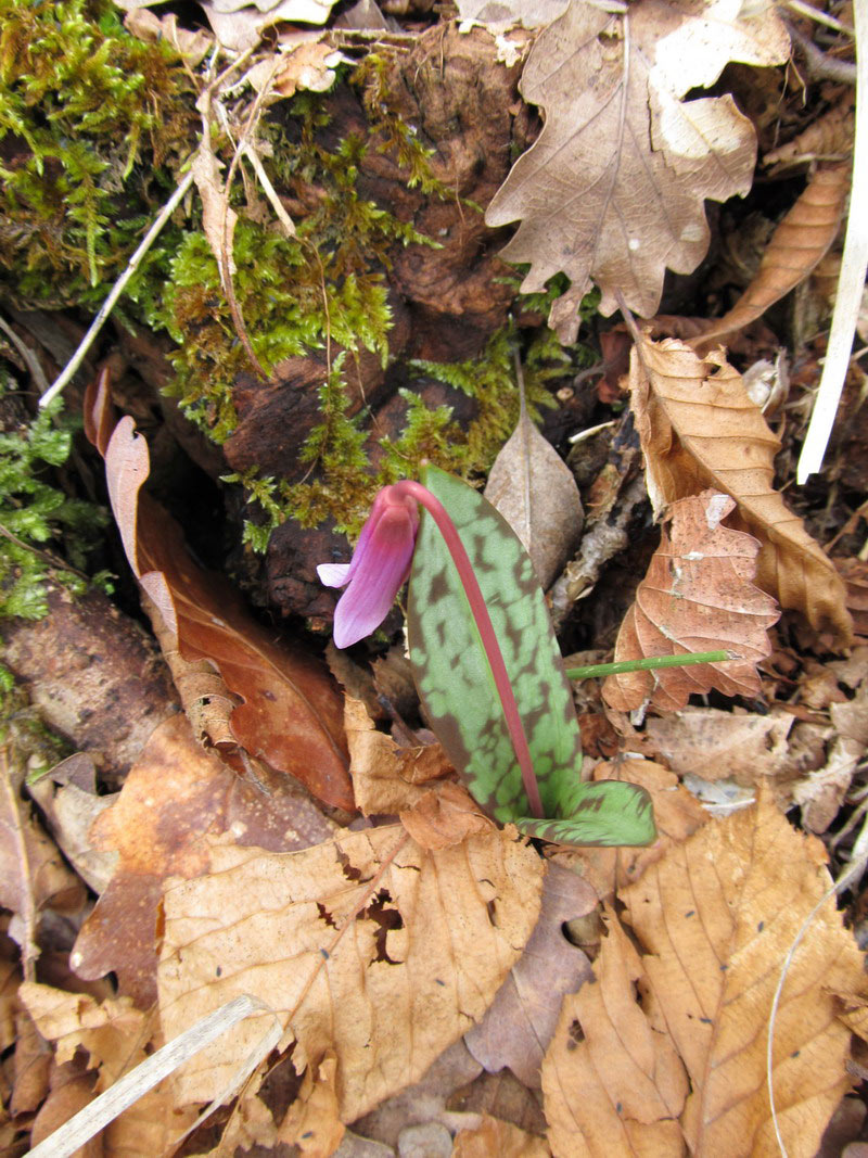 Le ultime arrivate tra le piante gi� fiorite